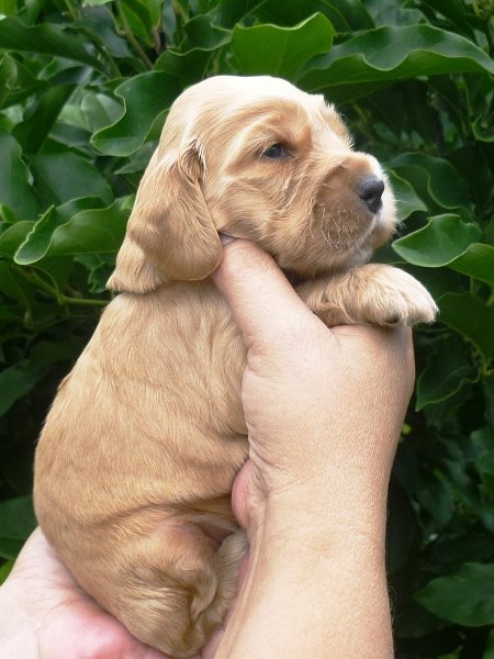 20 - 3.pejsek (žlutá).JPG